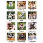 Puppies Monthly Wall Calendar, Puppies Photography, 15.5 x 22.75, White/Multicolor Sheets, 12-Month (Jan to Dec): 2025