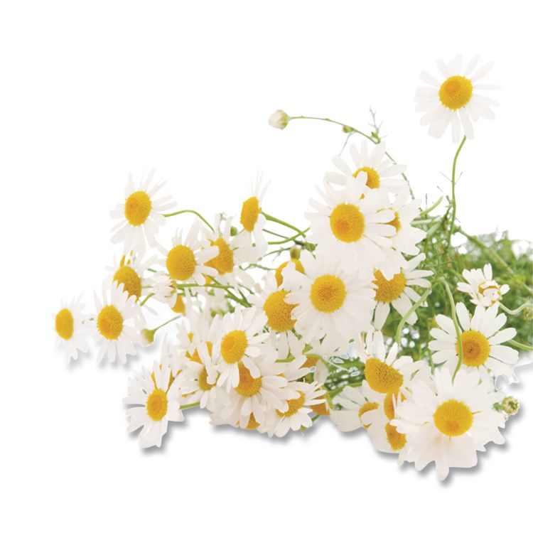 Cozy Chamomile Herbal Tea Pods, 1.90 Oz, 18/box